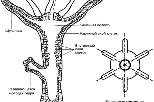 Кракен тор текст